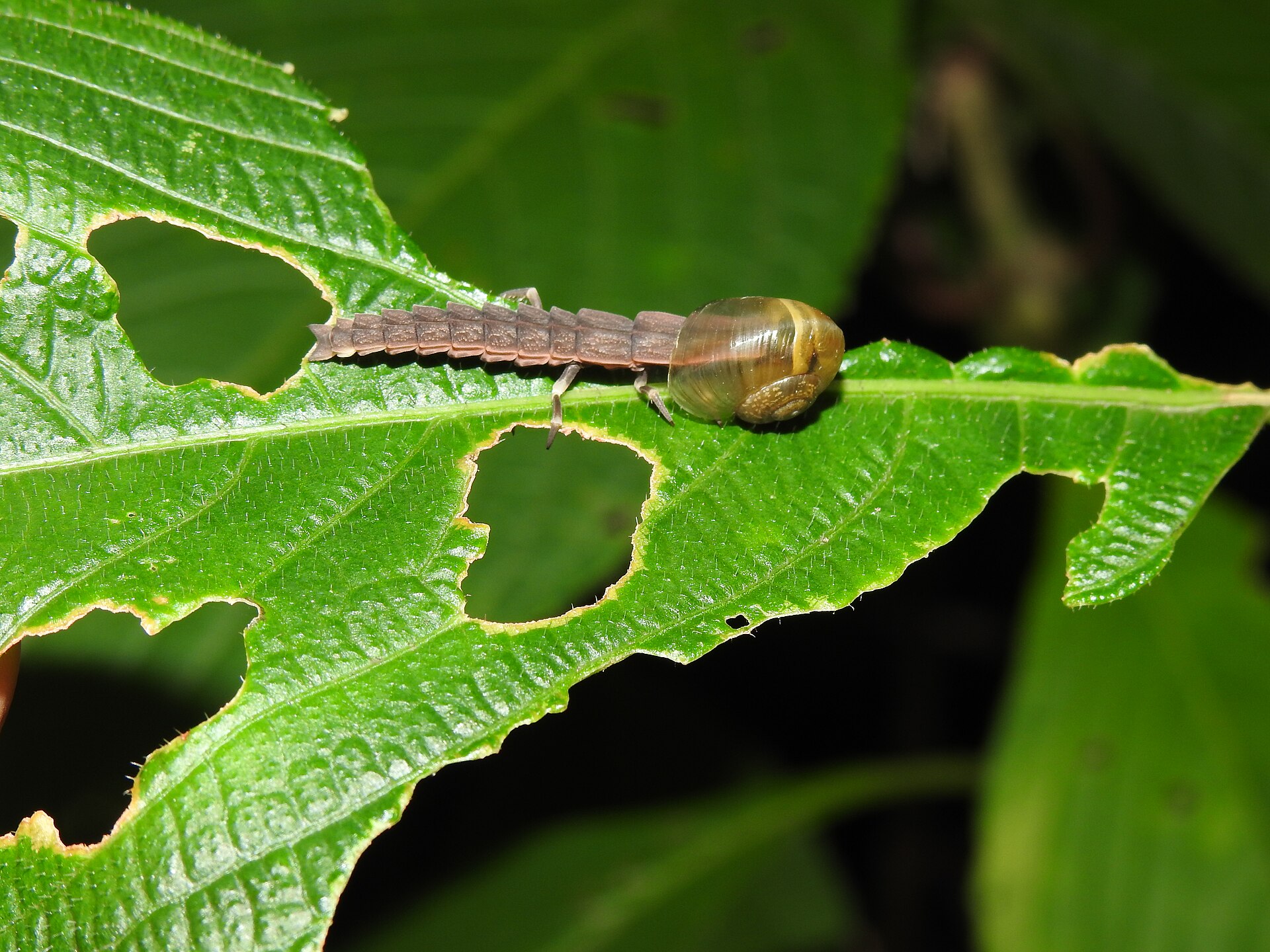 An insect in its larval stage eating the contents of an empty snail shell. 